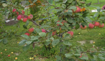 Описание сорта яблони Конфетное – Особенности посадки и ухода за сортом