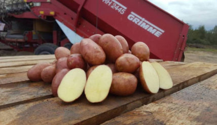 Характеристика сорта картофеля Ажур: описание, отзывы садоводов