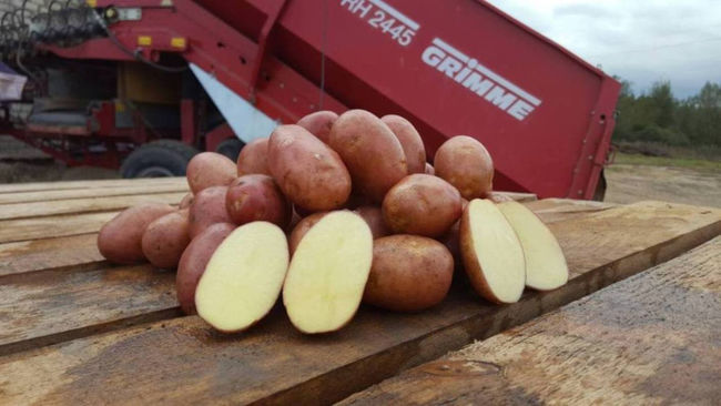 Характеристика сорта картофеля Ажур