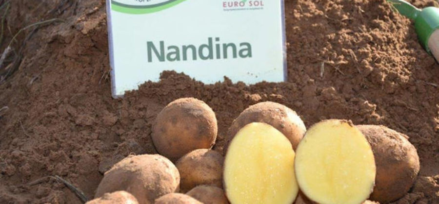 Характеристика сорта картофеля Нандина
