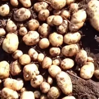 Сорт картошки Никулинская: характеристика, правила выращивания
