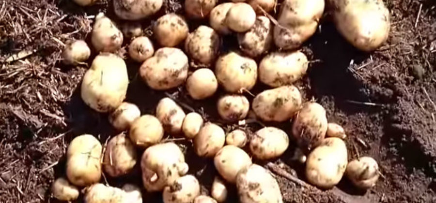 Сорт картошки Никулинская: характеристика, правила выращивания