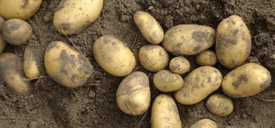 Описание картофеля Колетте, отзывы о сорте, способы размножения