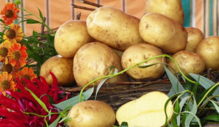 Характеристика сорта картофеля Лабадия – Подходящие регионы для выращивания