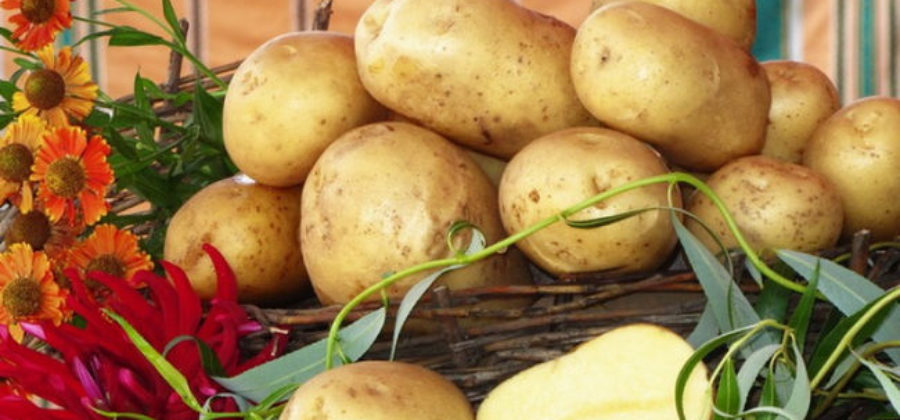 Характеристика сорта картофеля Лабадия – Подходящие регионы для выращивания