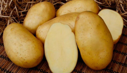 Описание сорта картофеля Брянский деликатес: фото, правила выращивания, отзывы