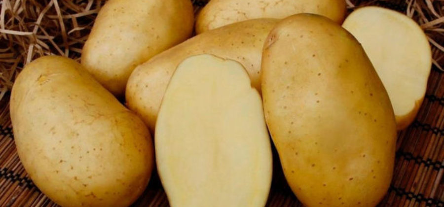 Описание сорта картофеля Брянский деликатес: фото, правила выращивания, отзывы