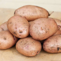 Описание сорта картофеля Жуковский, отзывы, фото