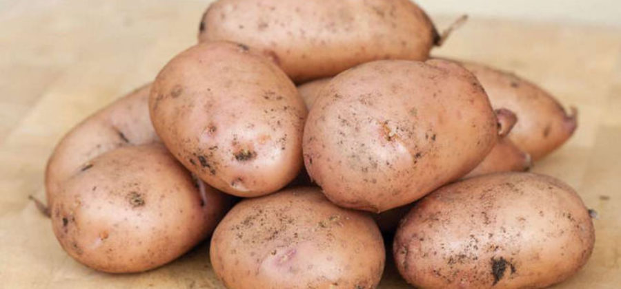 Описание сорта картофеля Жуковский, отзывы, фото