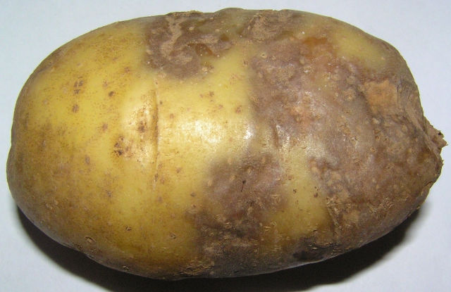 Признаки фитофтороза на клубне картофеля