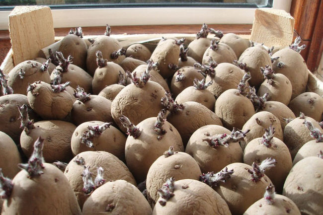 Проращивание картофеля Ажур