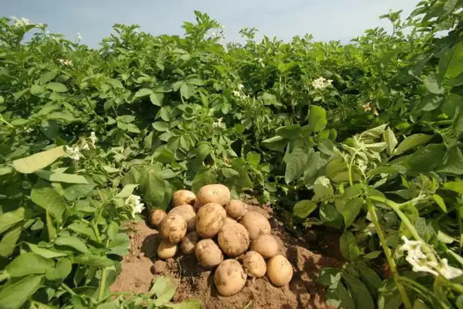 Сбор урожая картошки Нандина