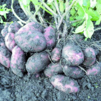 Описание картофеля Уника – Характеристика сорта
