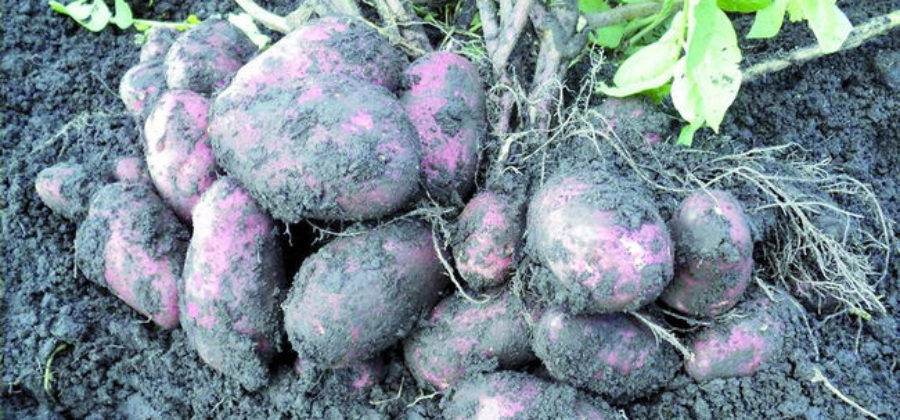 Описание картофеля Уника – Характеристика сорта