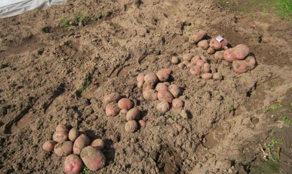Урожайность сорта картофеля Каменский