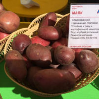 Сорт картофеля Маяк: характеристика сорта, правила выращивания