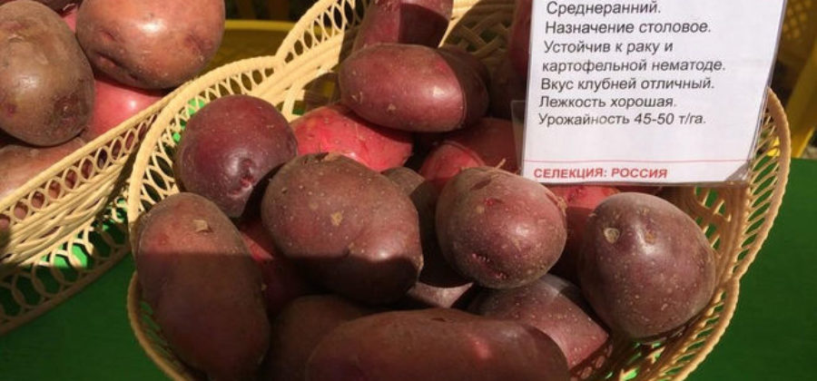 Сорт картофеля Маяк: характеристика сорта, правила выращивания