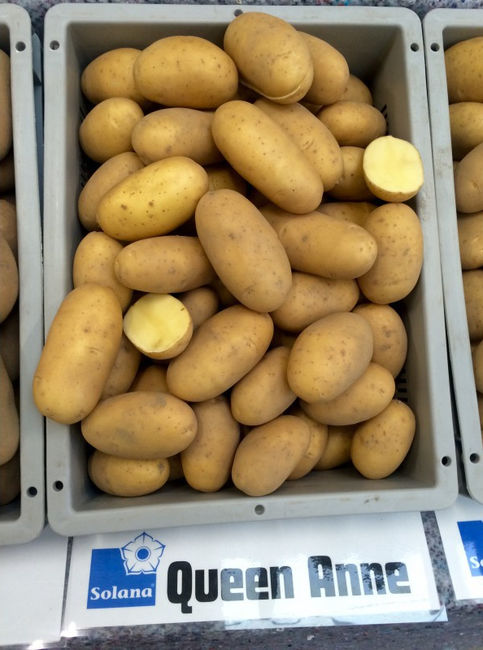 Характеристика клубней картофеля Королева Анна