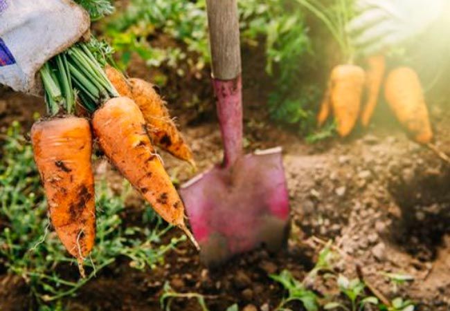 Как правильно копать морковь