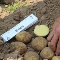 Картофель Ривьера: характеристика сорта и особенности выращивания