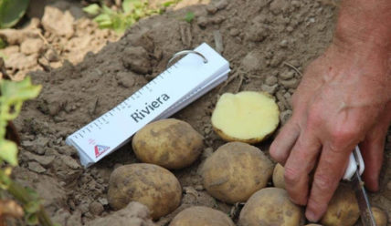 Картофель Ривьера: характеристика сорта и особенности выращивания
