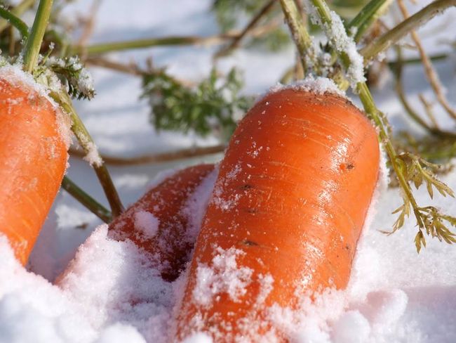 Когда убирать морковь в Сибири