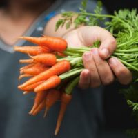 Что делать если морковь плохо растет – Чем обработать для хорошего роста моркови