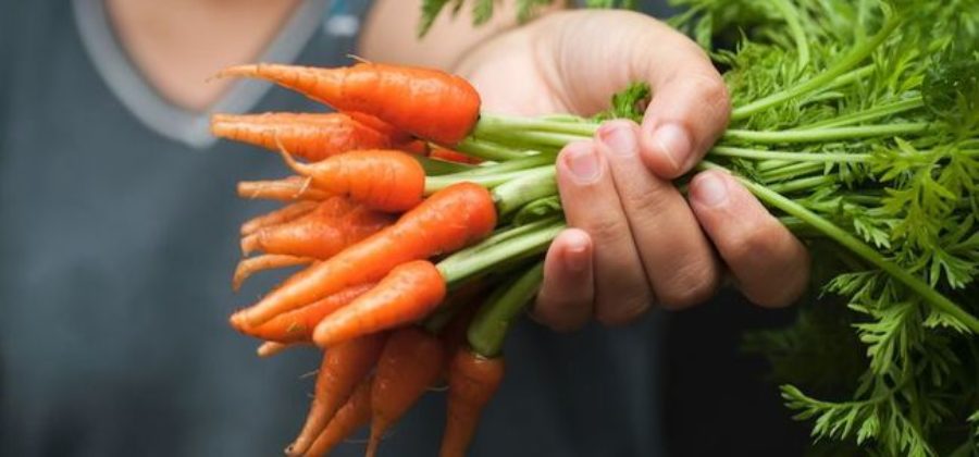 Что делать если морковь плохо растет – Чем обработать для хорошего роста моркови