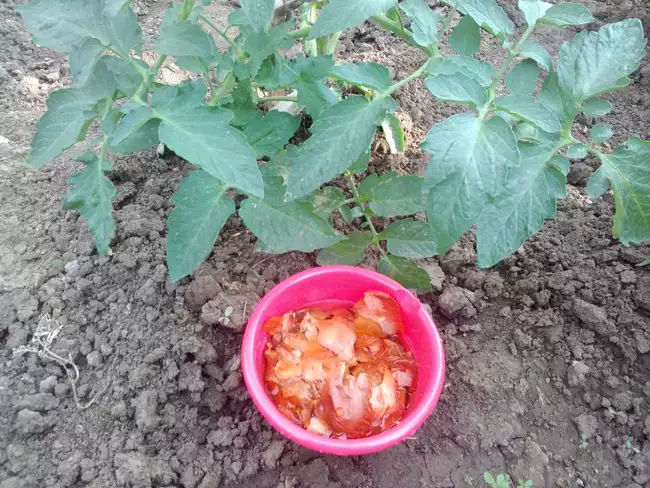 Подкормка луковой шелухой томатов