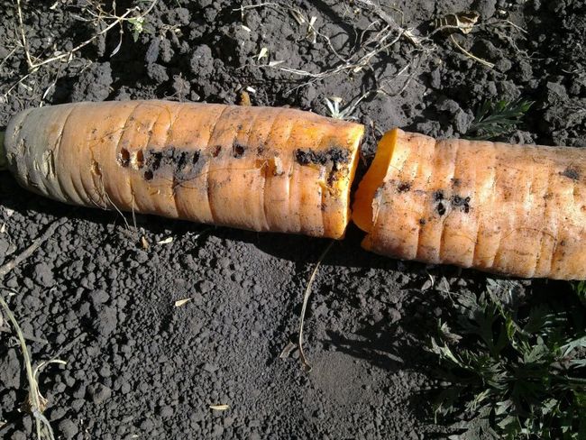 Повреждения моркови от проволочника