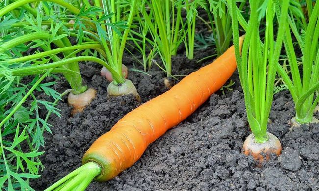 Можно ли сажать морковь после капусты