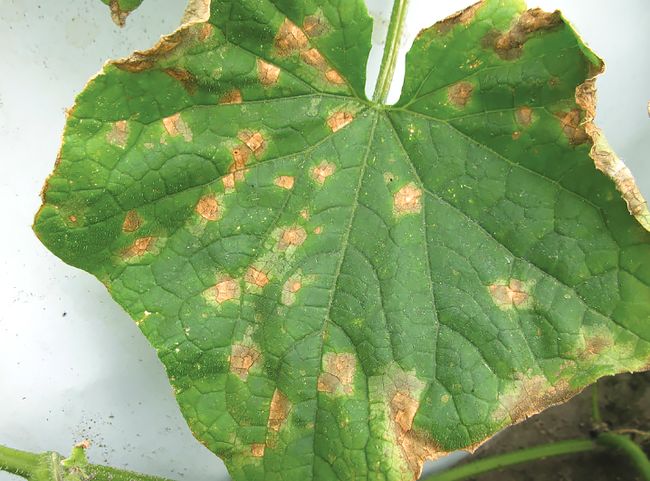 Признаки антракноза на листьях огурца