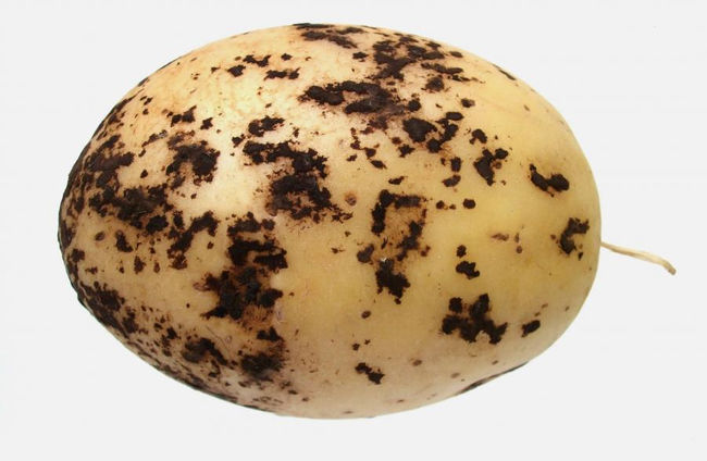 Признаки ризоктониоза на картофеле