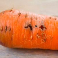 Защита моркови от вредителей – Описания и фото и методы борьбы с вредителями
