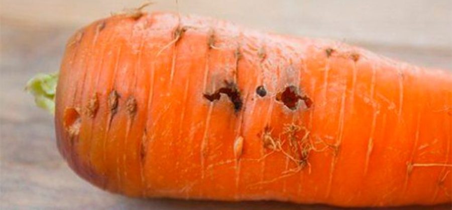 Защита моркови от вредителей – Описания и фото и методы борьбы с вредителями