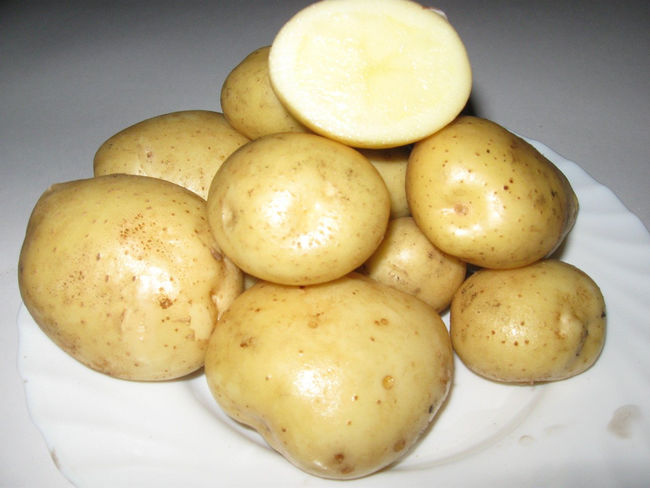 фото картофеля Адретта