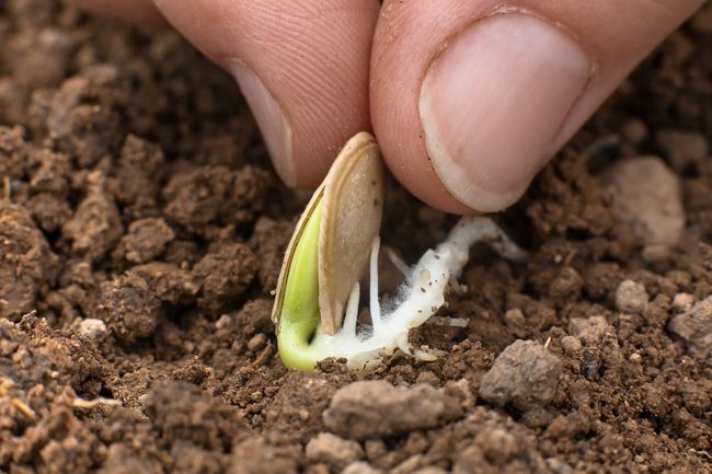 Как посадить кабачки семенами в грунт
