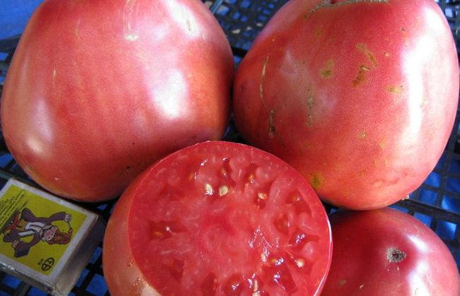 Томат Тяжеловес Сибири: отзывы и описание сорта помидор