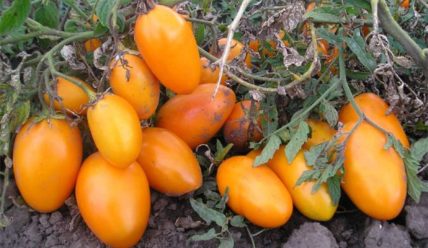 За что выбирают томат Золотой Кенигсберг садоводы и как вырастить его на своем участке
