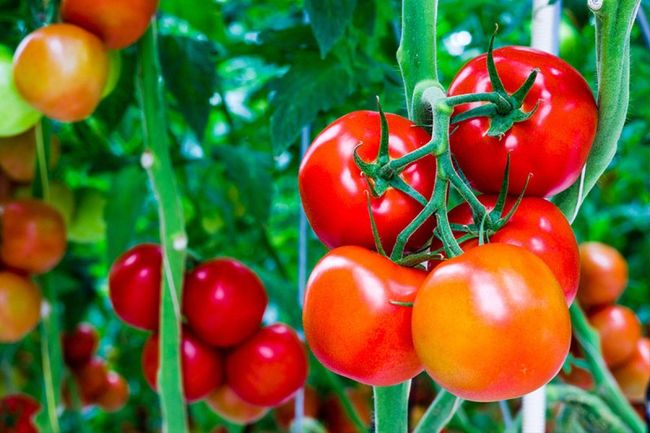 Выбор подходящего сорта помидор для Вашего региона 