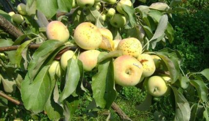 Описание сорта яблони Чудное, отзывы и правила выращивания сорта