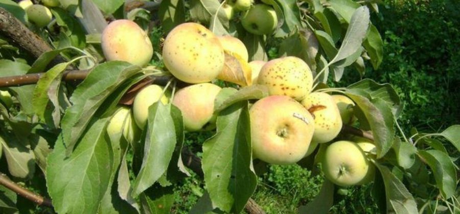 Описание сорта яблони Чудное, отзывы и правила выращивания сорта