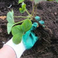 Способы размножения земляники садовой