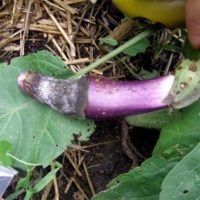 Заболевания баклажанов, фото и способы лечения овоща