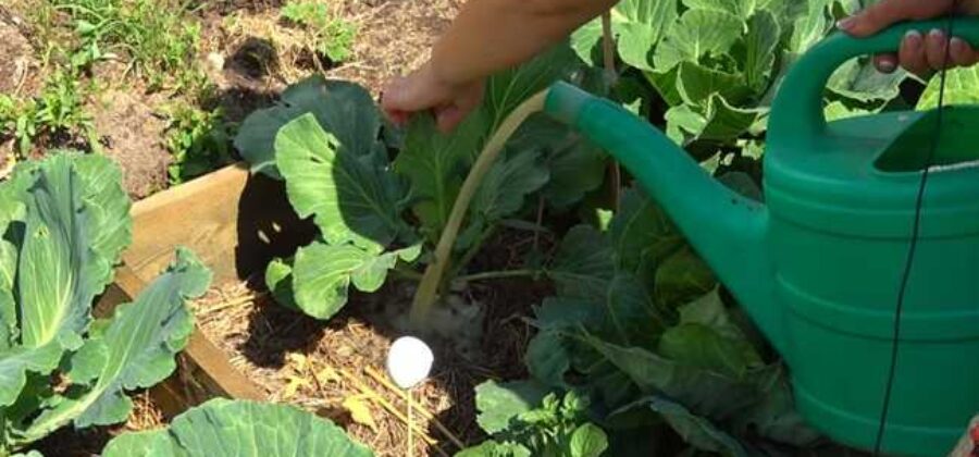 Как подкармливать капусту в открытом грунте