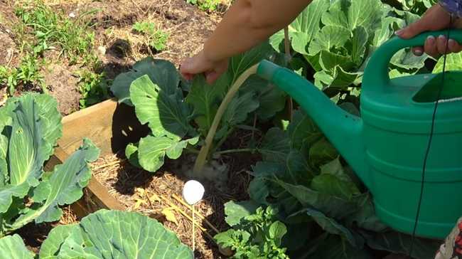 Как подкармливать капусту в открытом грунте