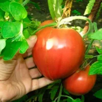Сорта розовых помидор, рейтинг лучших томатов с розовыми плодами