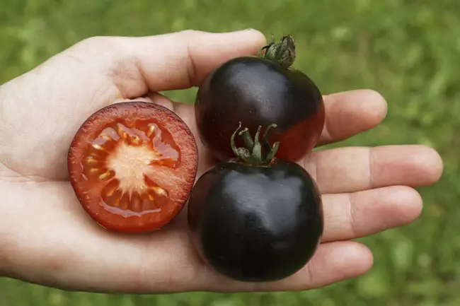 сорта черных помидор
