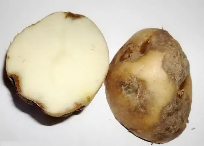 Признаки Альтернариоза картофеля на клубнях